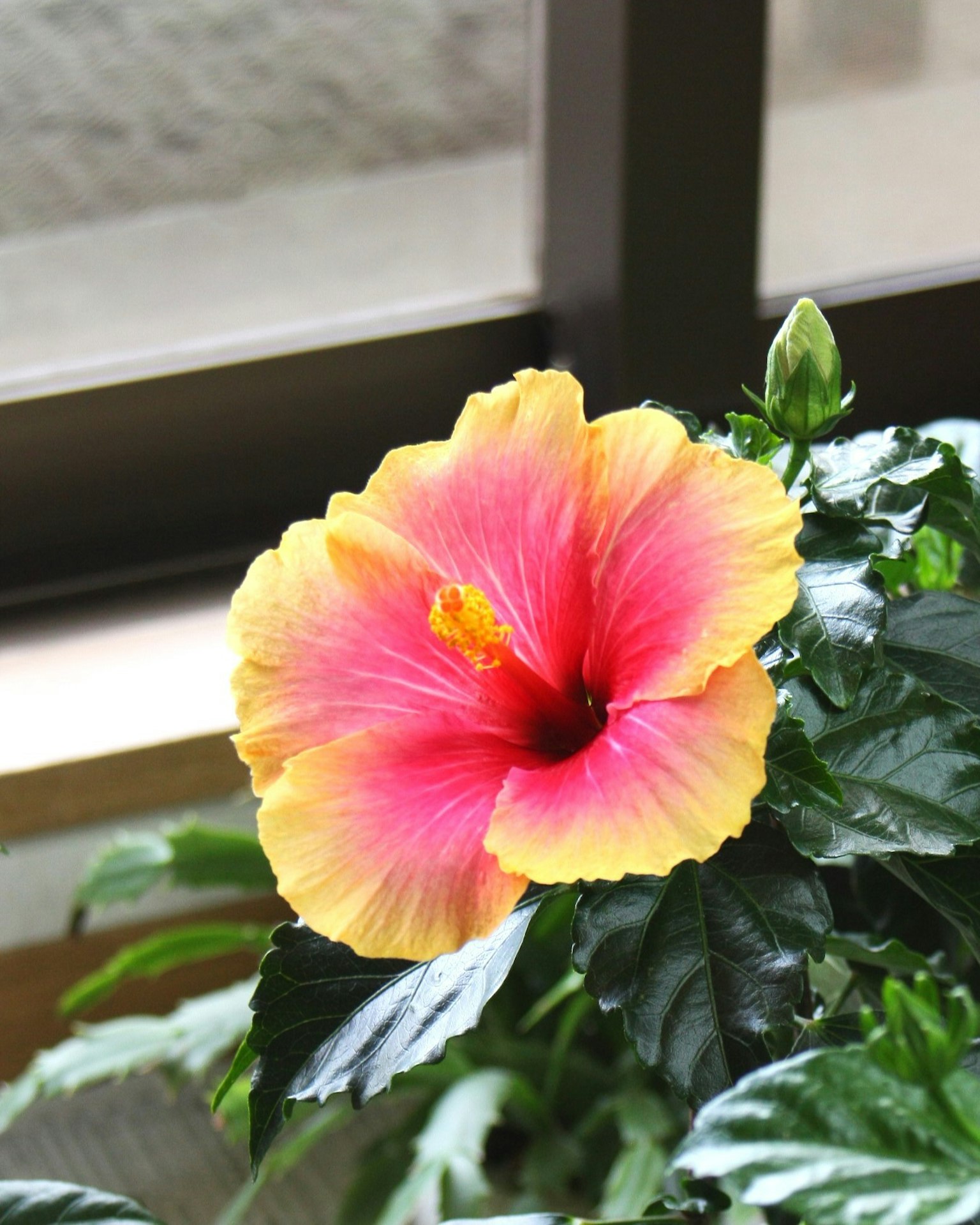 Fleur d'hibiscus rose et jaune vibrante fleurissant parmi des feuilles vertes