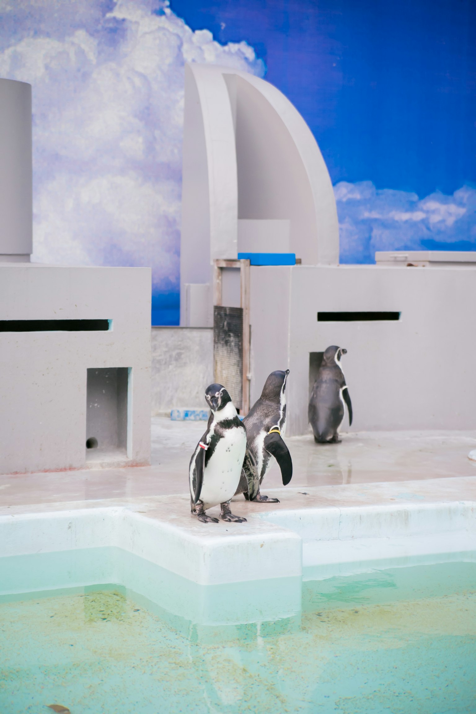 Pingüinos de pie cerca de estructuras blancas con un fondo de cielo azul