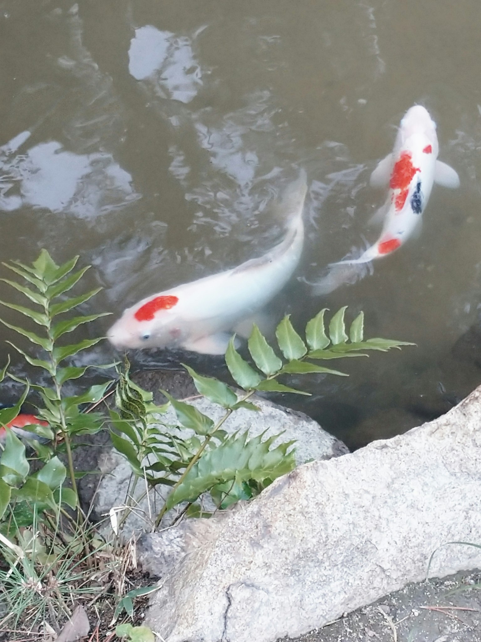 Two koi fish swimming in a pond with green leaves nearby