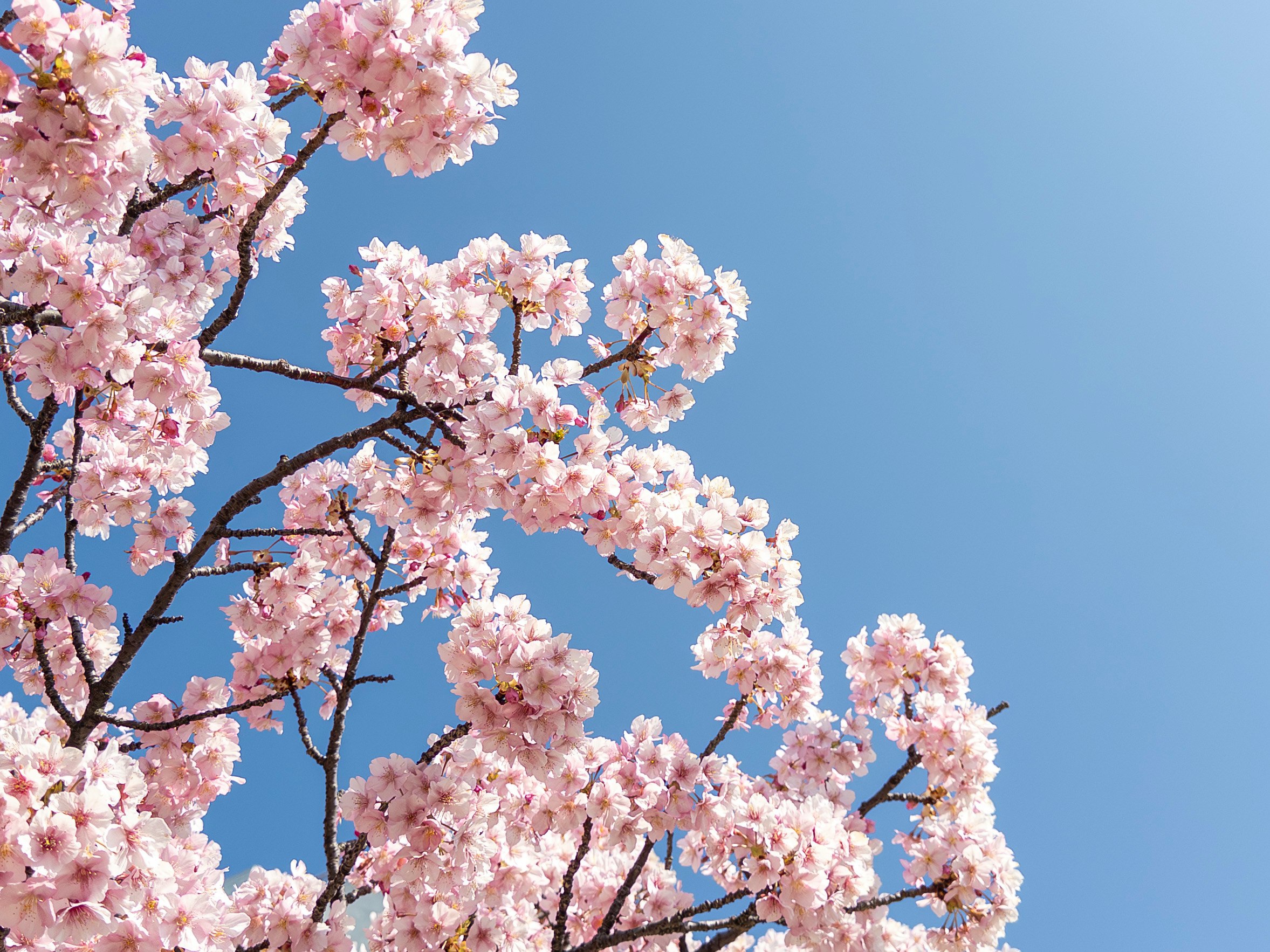 青空に咲く桜の花びらが舞う枝先