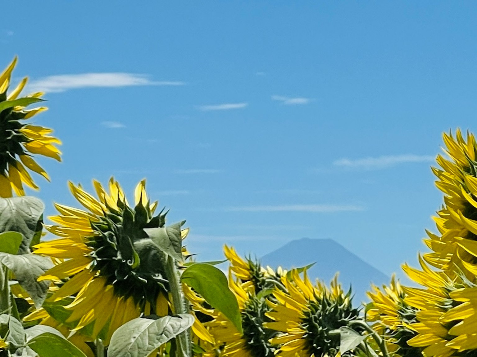 Campo brillante de girasoles bajo un cielo azul con una montaña a lo lejos