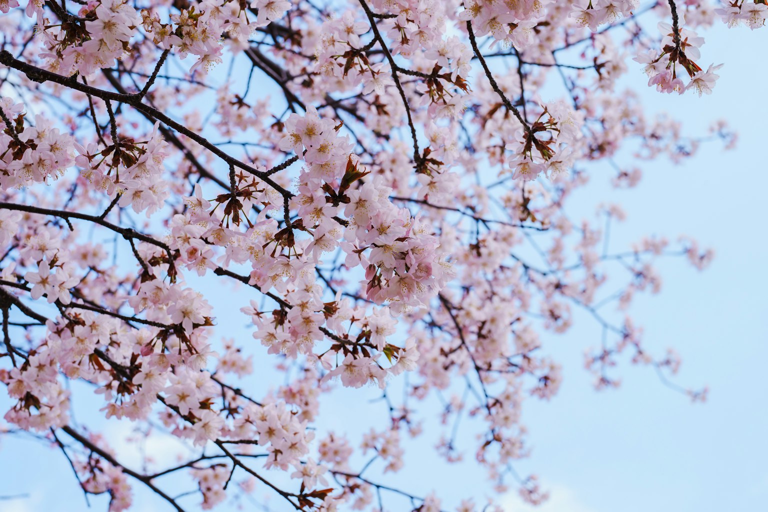 Rami di ciliegio in fiore contro un cielo blu