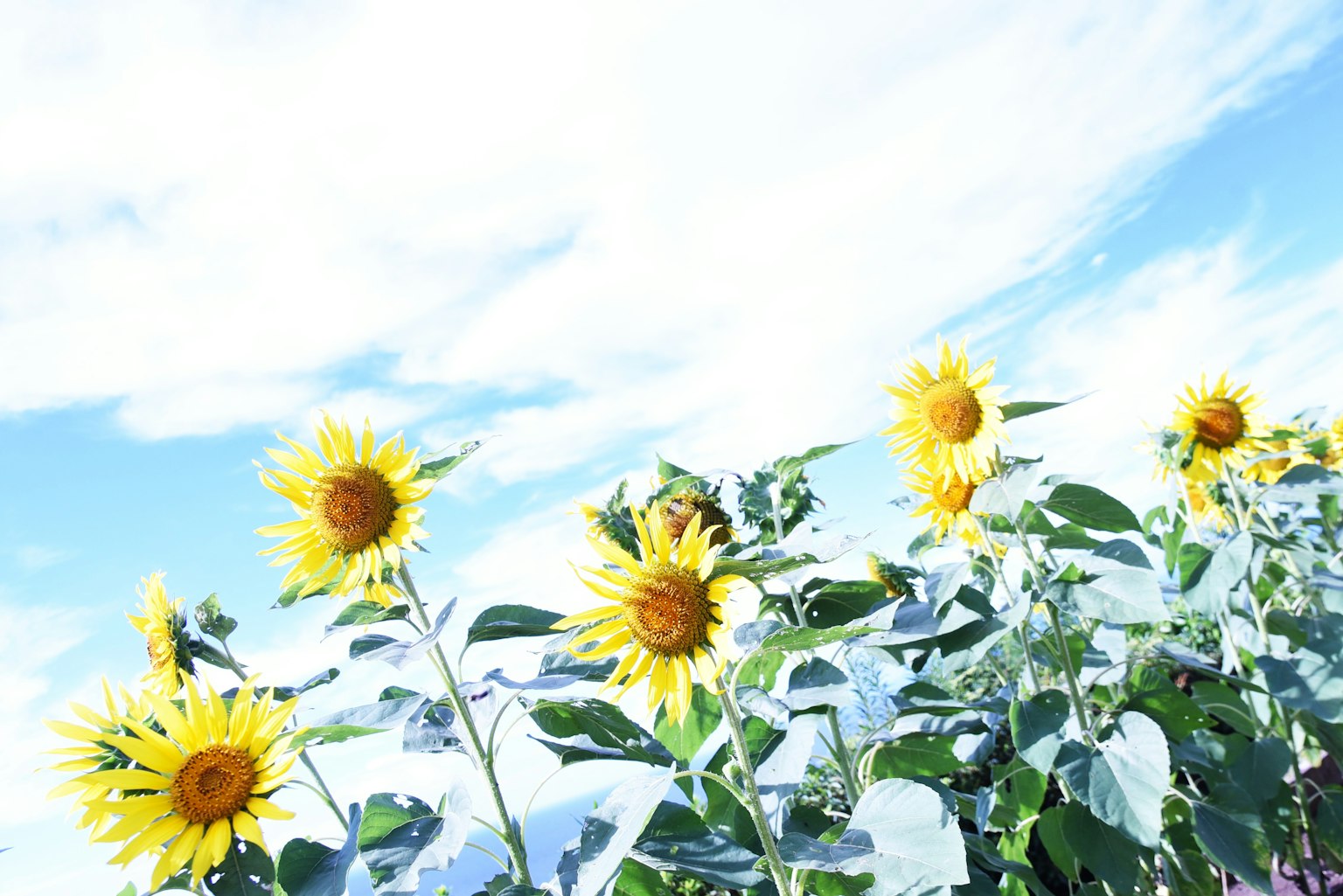 Des tournesols en fleurs sous un ciel bleu