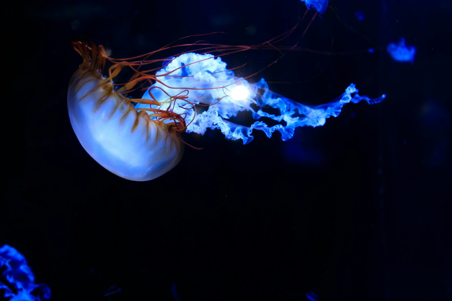 Medusa cantik mengapung di latar belakang biru