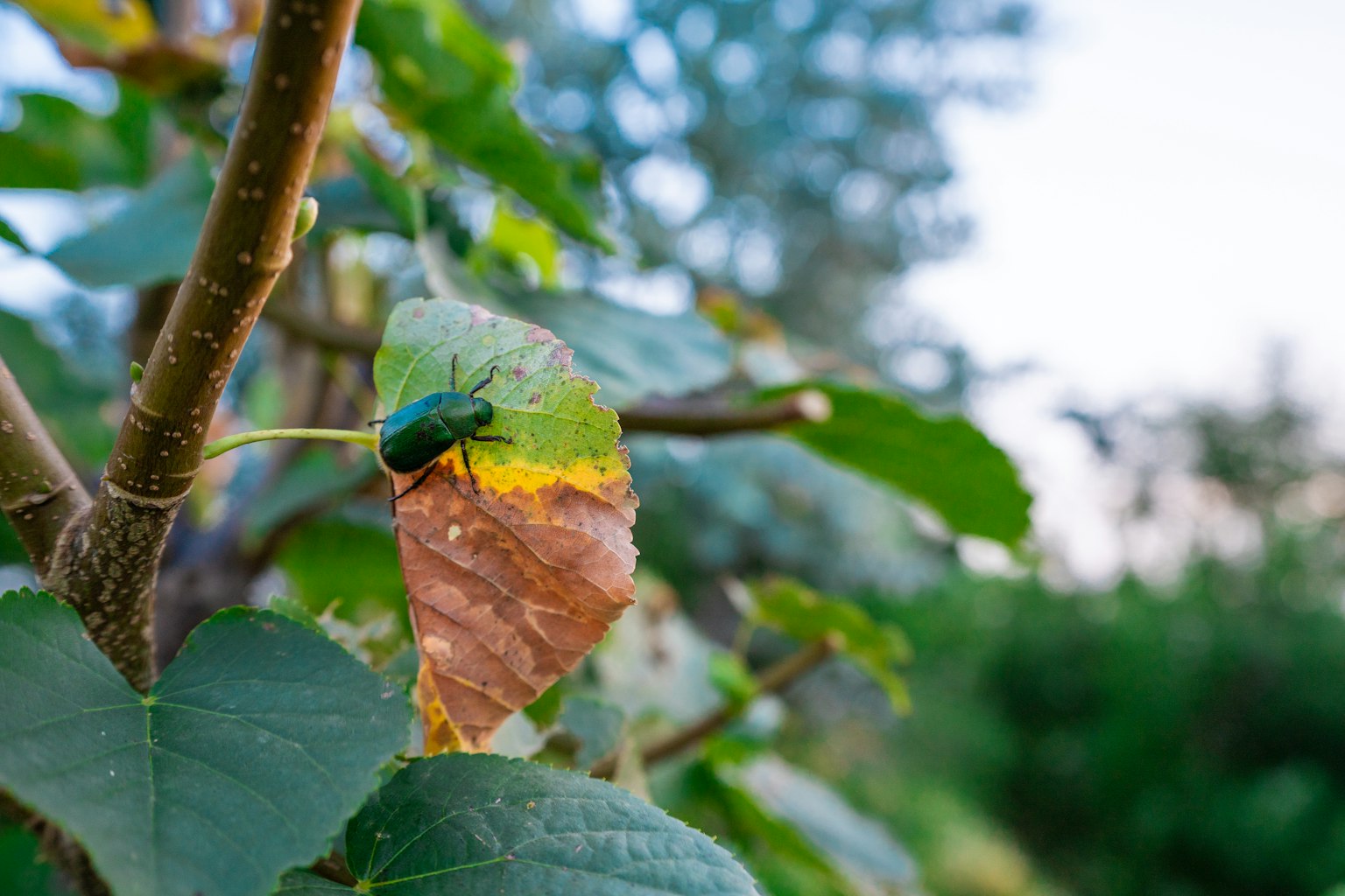 Ein grüner Käfer, der auf einem verwelkten Blatt sitzt, mit verschwommenem Grün im Hintergrund