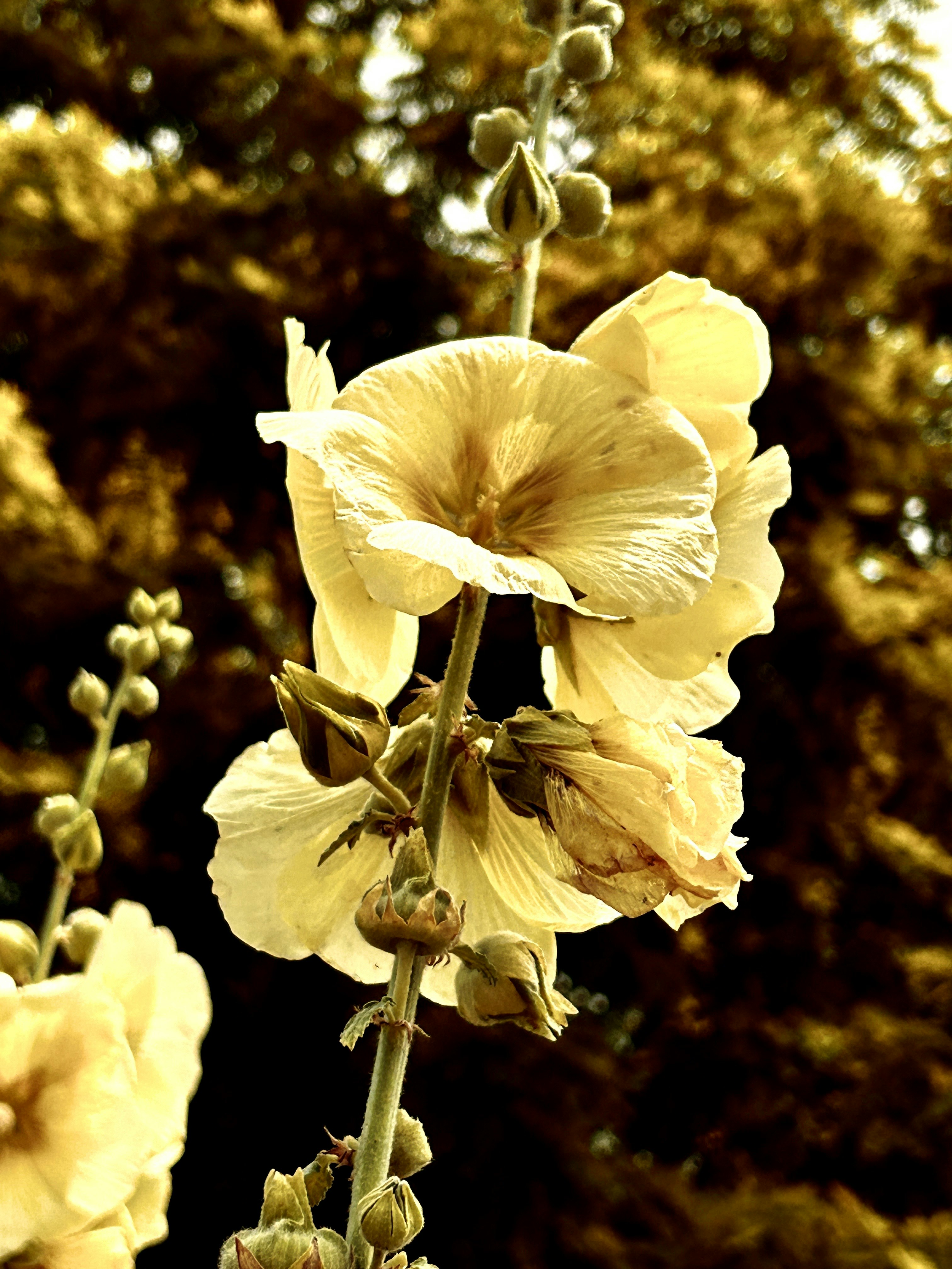 タチアオイの花とつぼみが咲く庭の背景