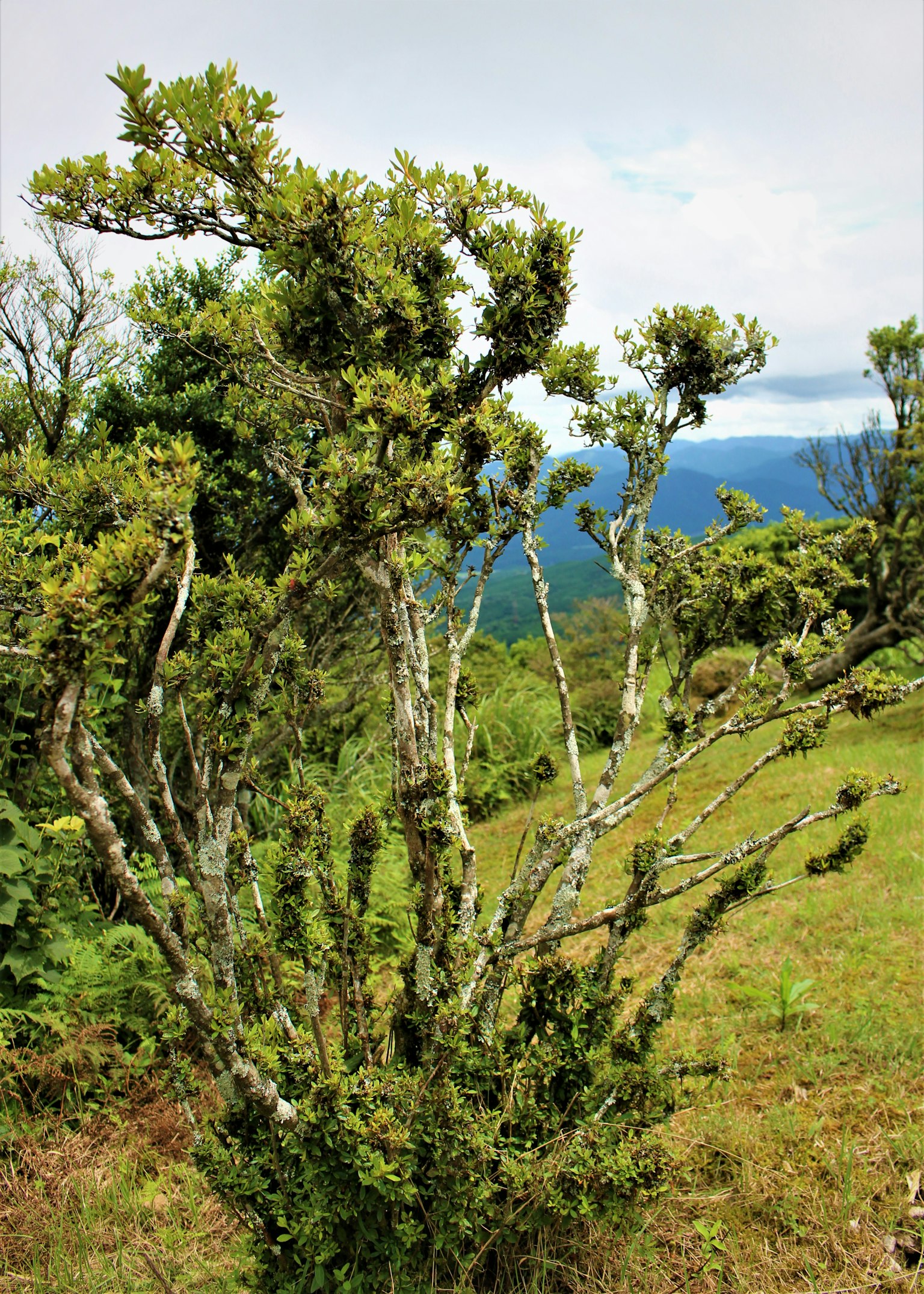 A twisted tree with green leaves and mountains in the background