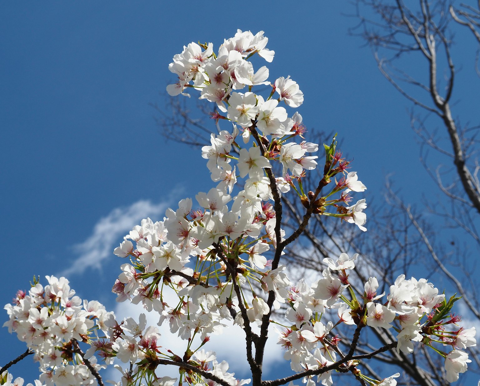 Acercamiento de flores de cerezo contra un cielo azul
