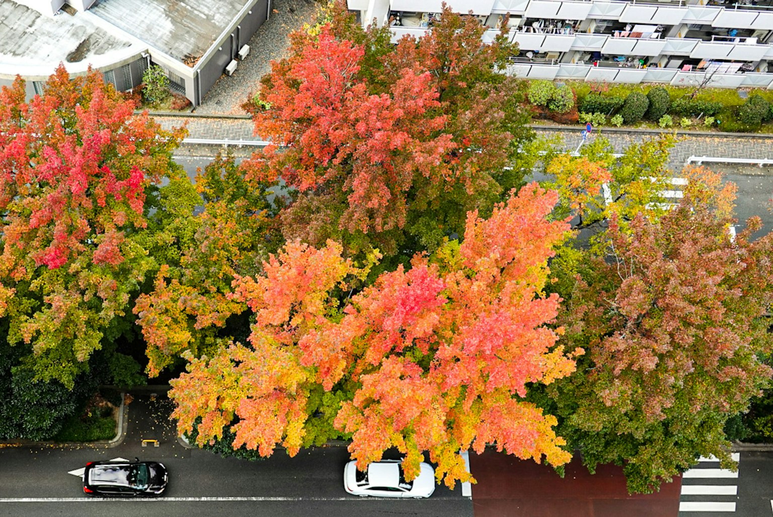 Vista aerea di fogliame autunnale con alberi rossi e arancioni vivaci e una strada
