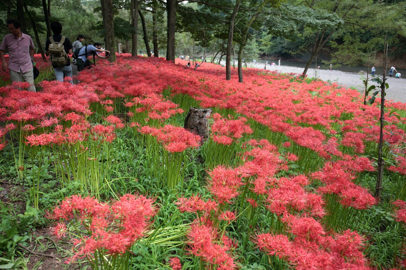 生机勃勃的红色彼岸花田与欣赏风景的游客