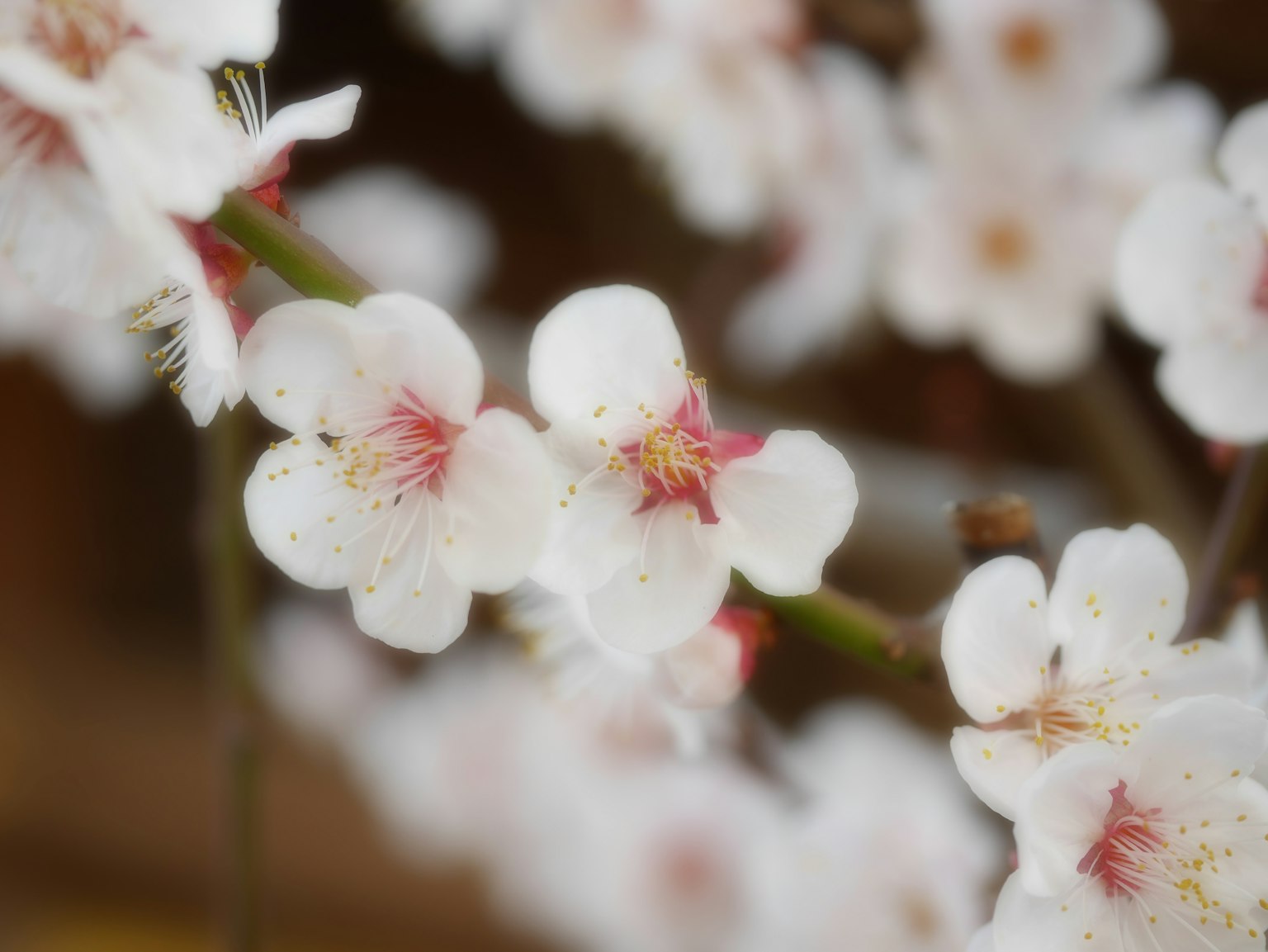 Nahaufnahme von Kirschblüten mit weißen Blütenblättern und roten Zentren