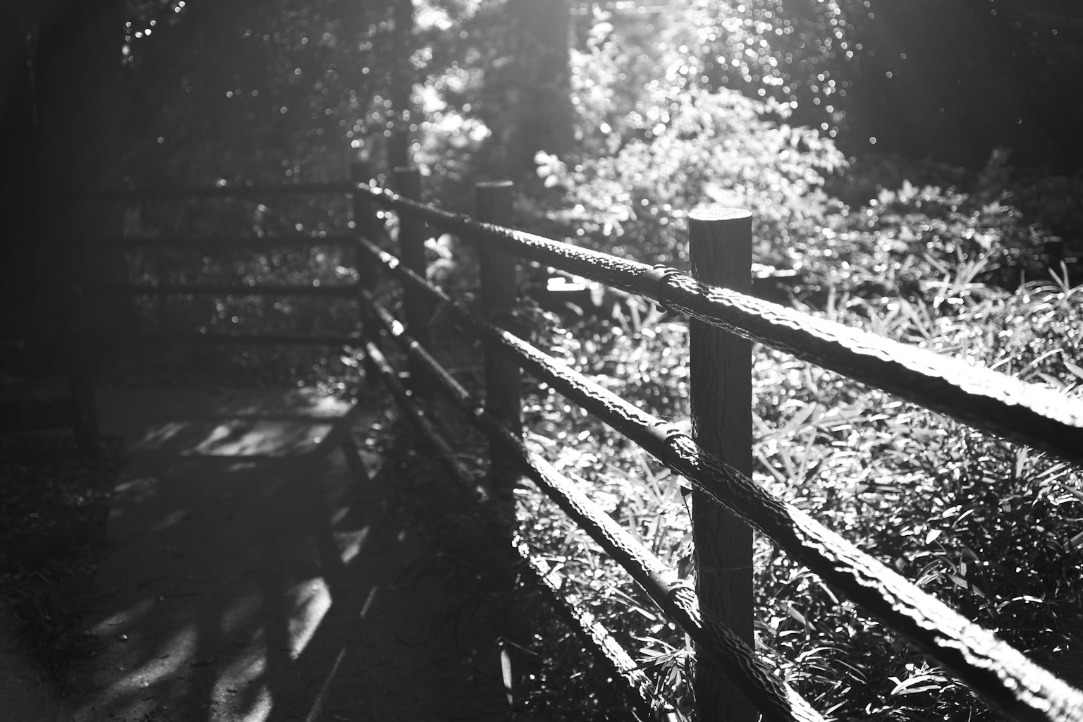 Recinzione in legno con luce solare che filtra attraverso una foresta