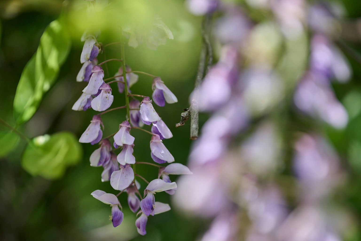 Büschel von blassen lila Blumen, die an grünem Laub hängen