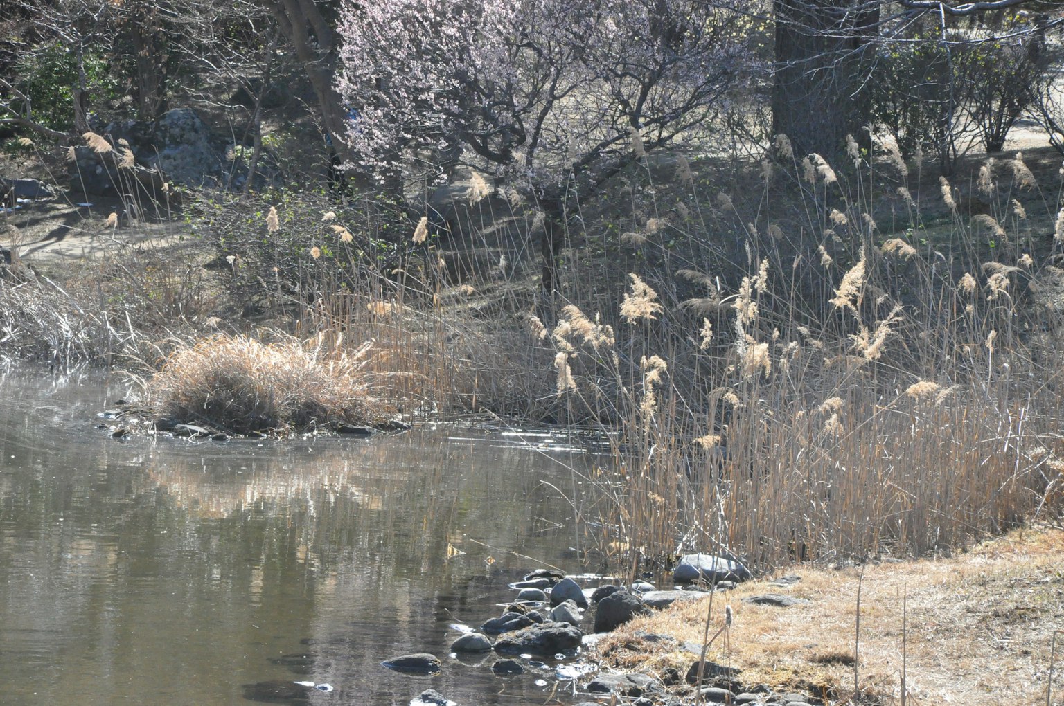 Ruhige Flusslandschaft mit Kirschbäumen und hohen Gräsern
