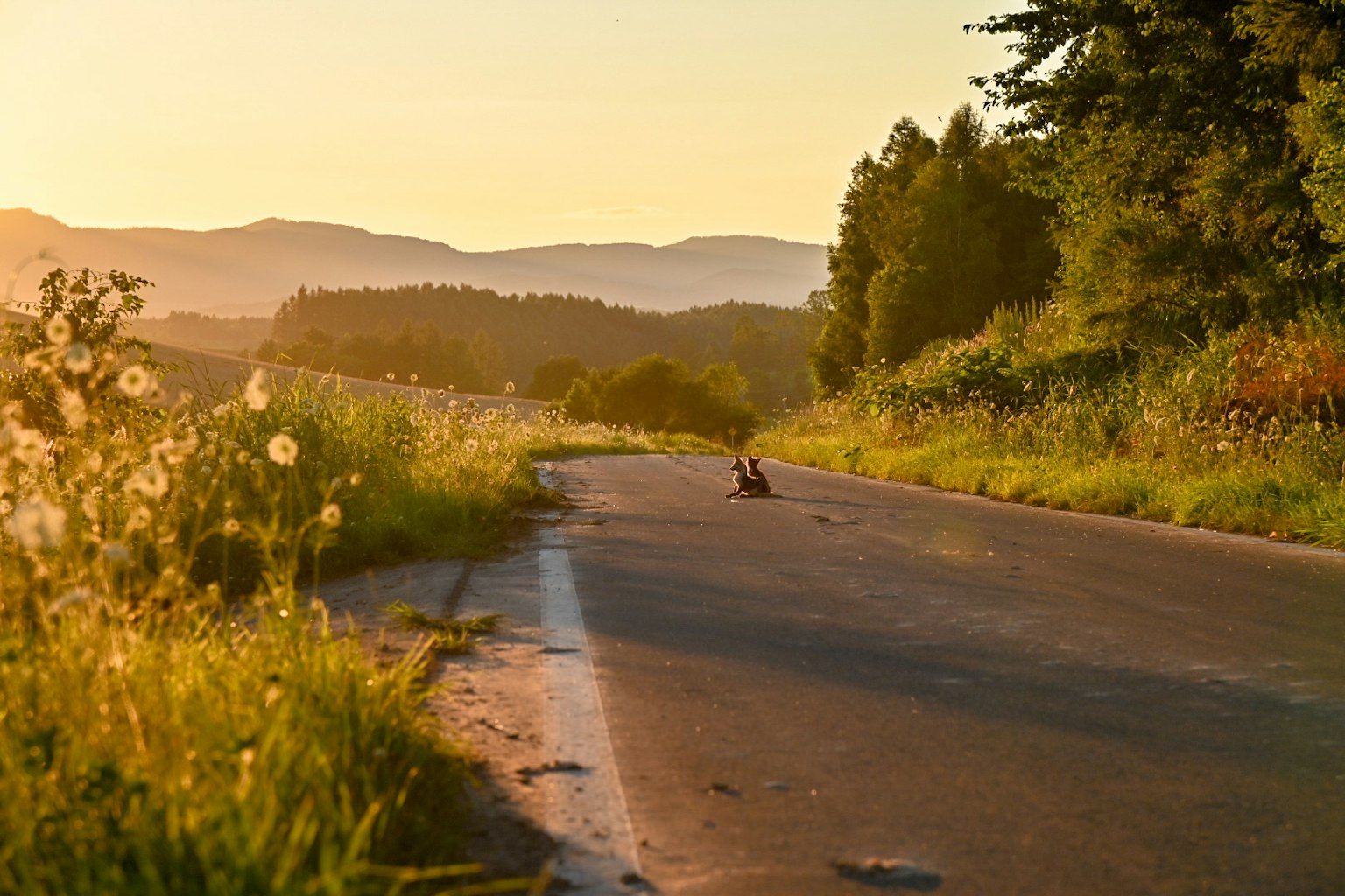 A quiet road surrounded by nature during sunset