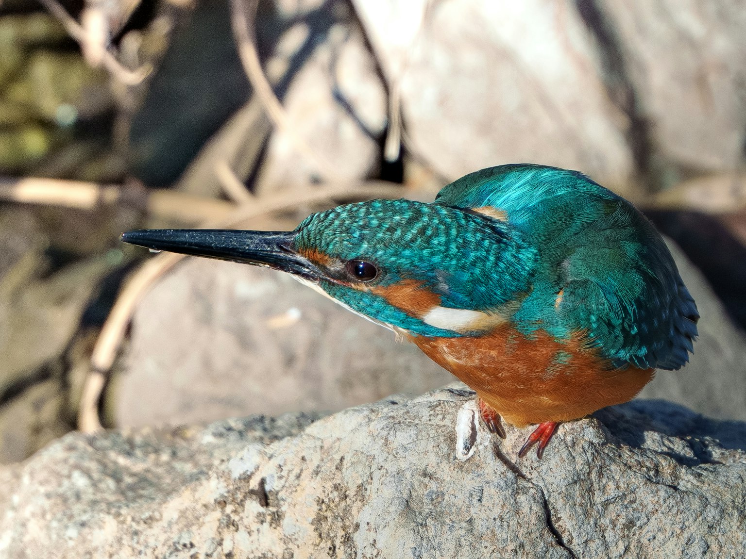 Un re del pesce con piume blu e arancioni vivaci appollaiato su una roccia