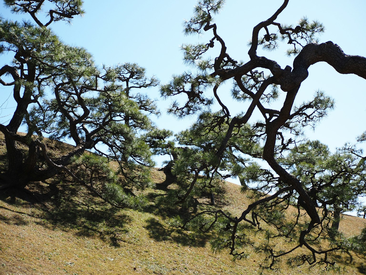 Paisaje con ramas de árboles torcidas