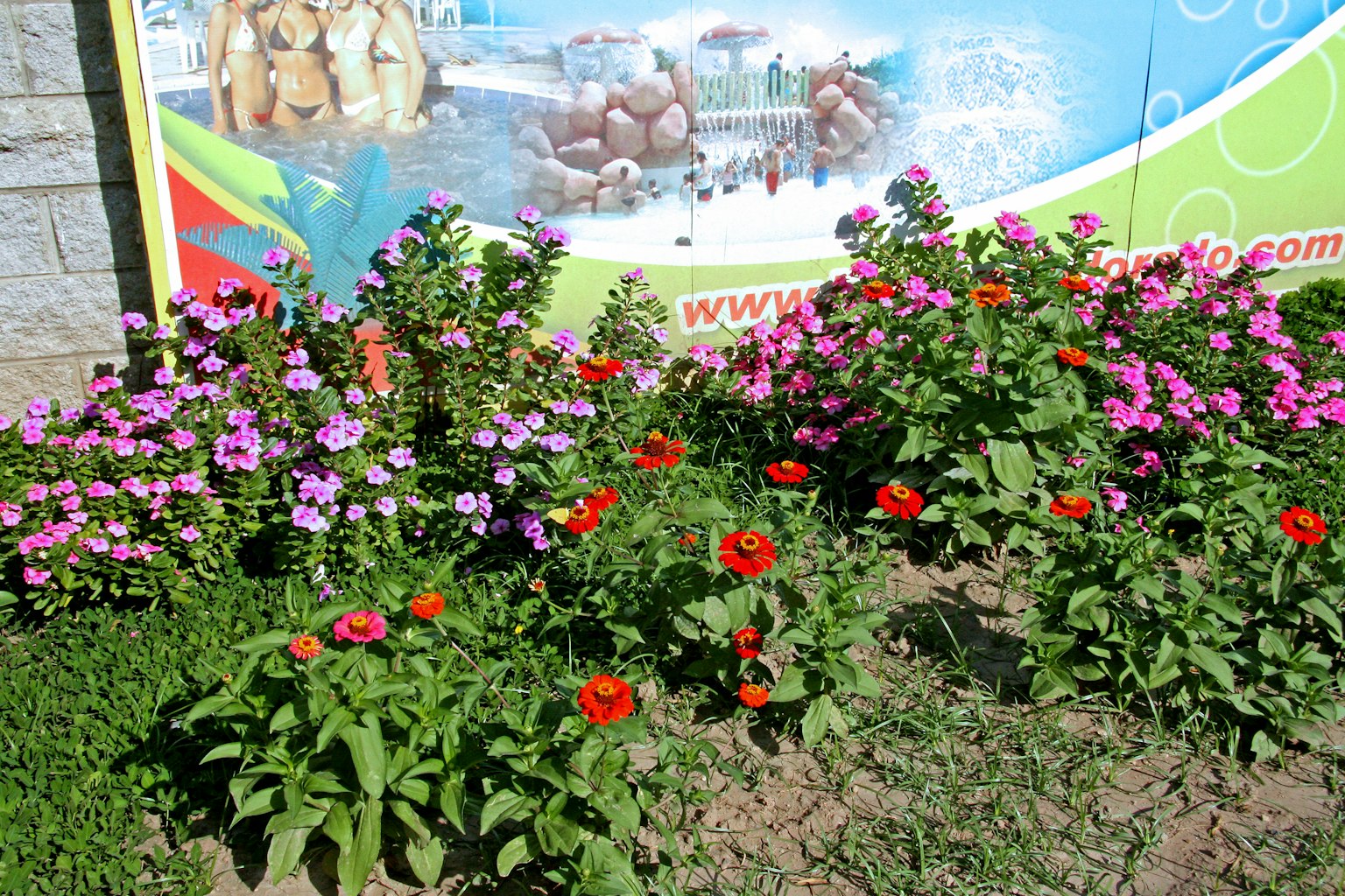 Fiori colorati in un giardino con una pubblicità sullo sfondo