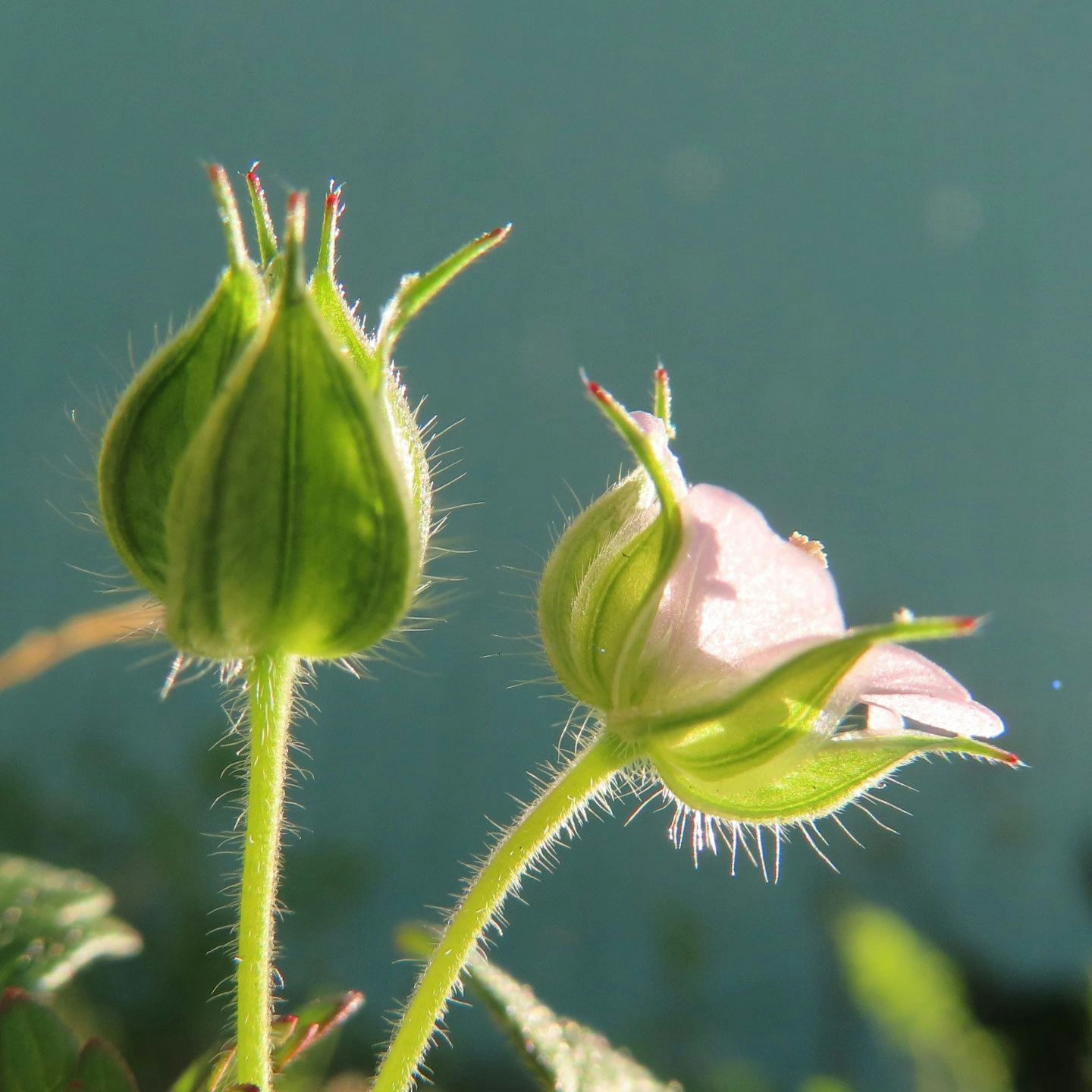つぼみと花びらのある植物のクローズアップ