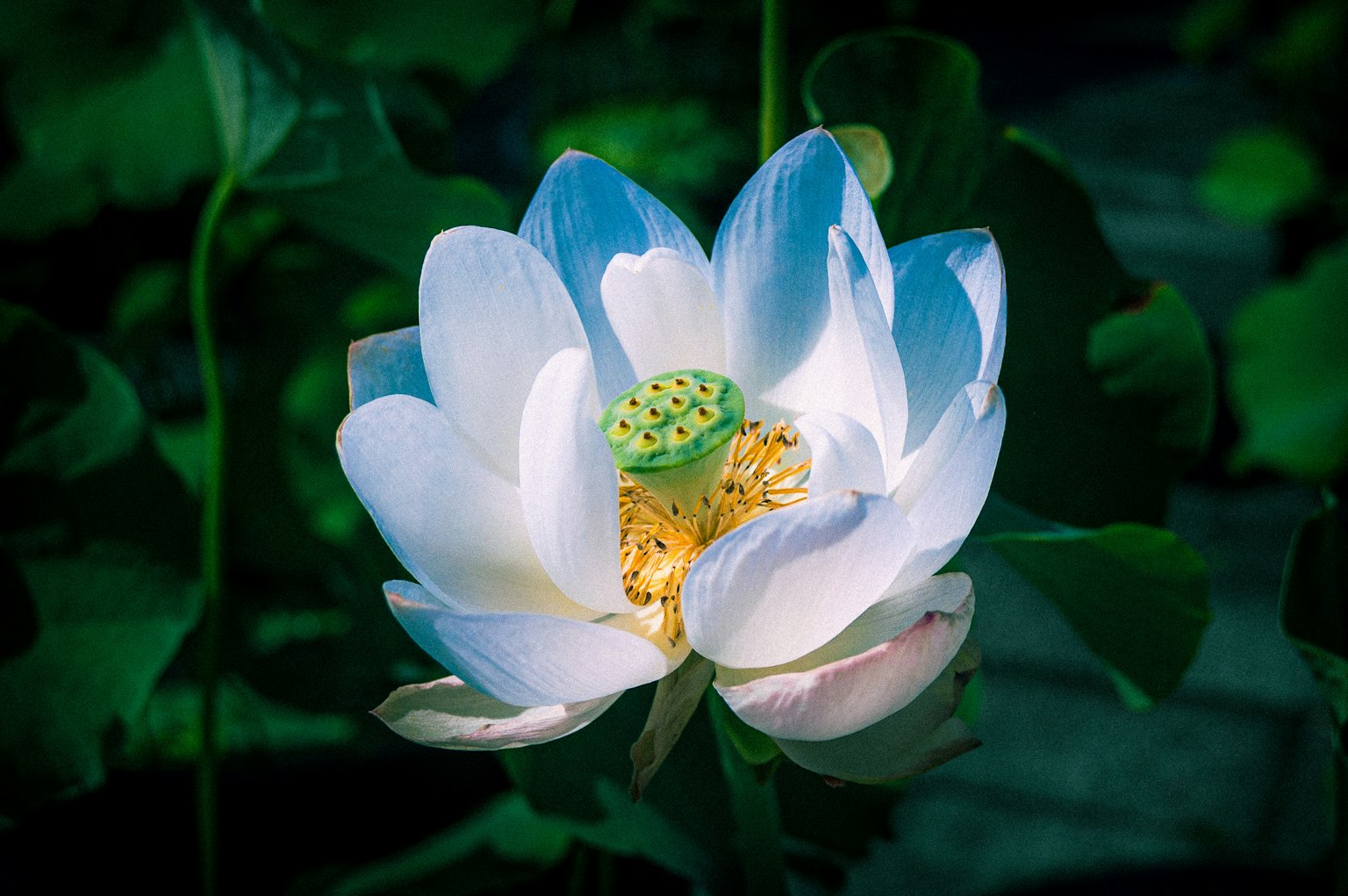 A beautiful white lotus flower blooming among green leaves