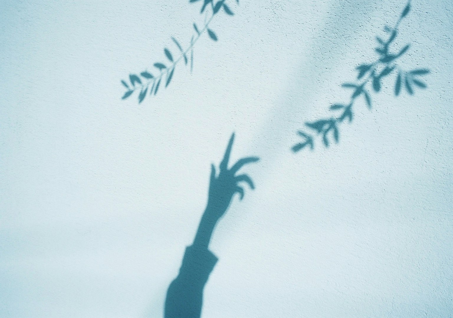 Ombre d'une main atteignant des silhouettes de feuilles
