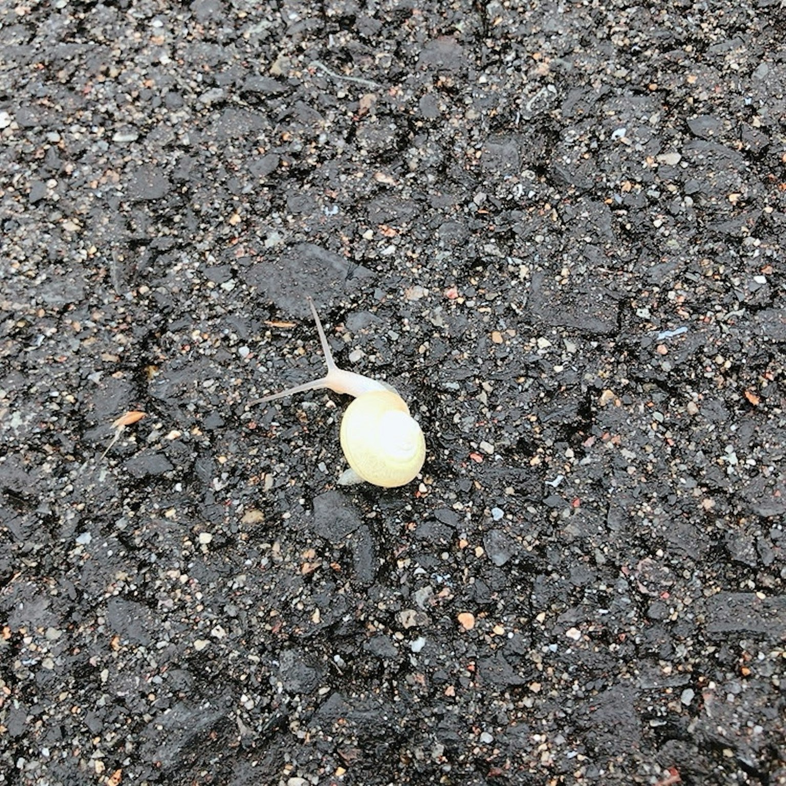 一只白色的蜗牛在沥青表面上
