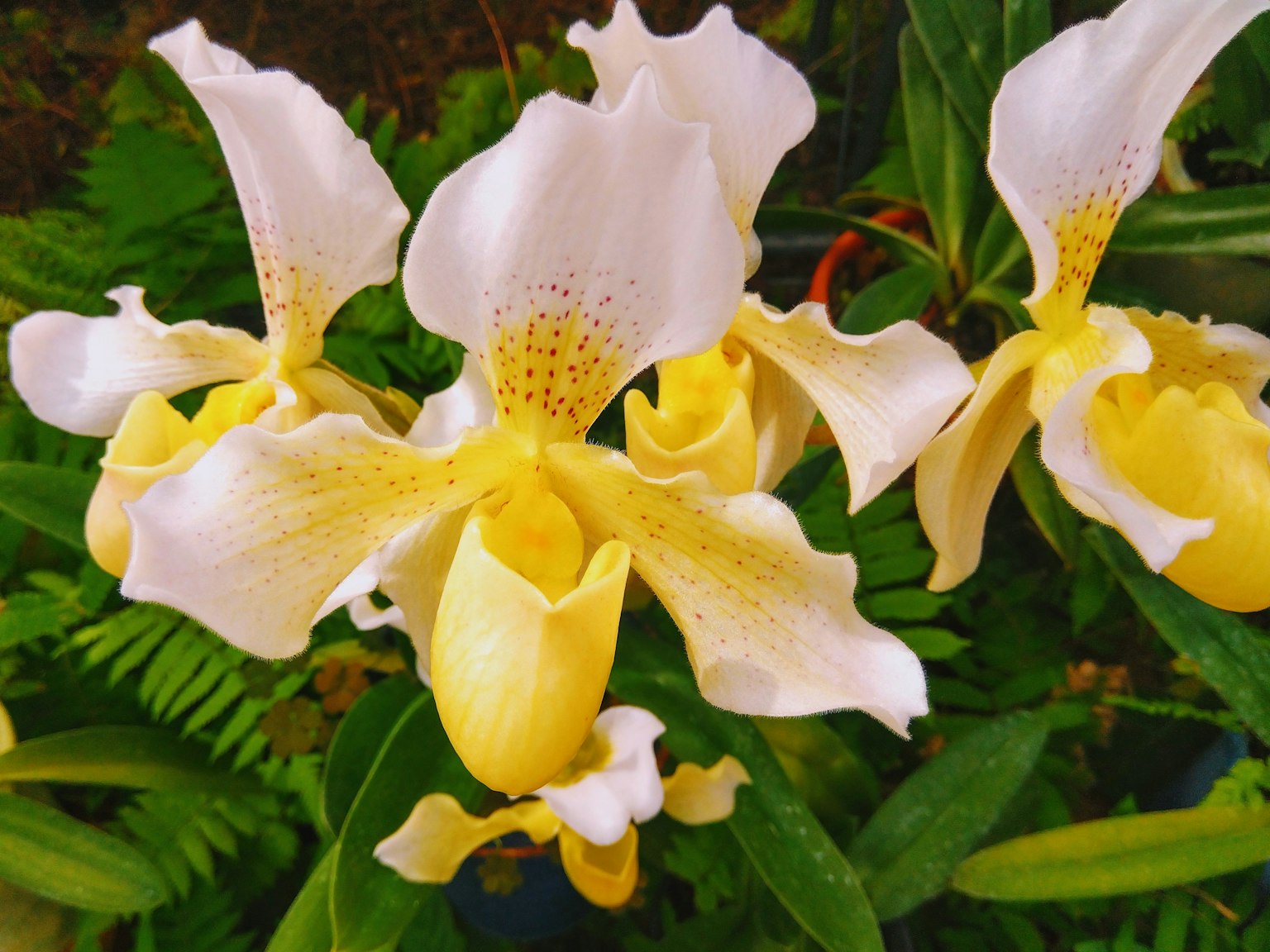 Belle orchidée avec des pétales blancs et un centre jaune