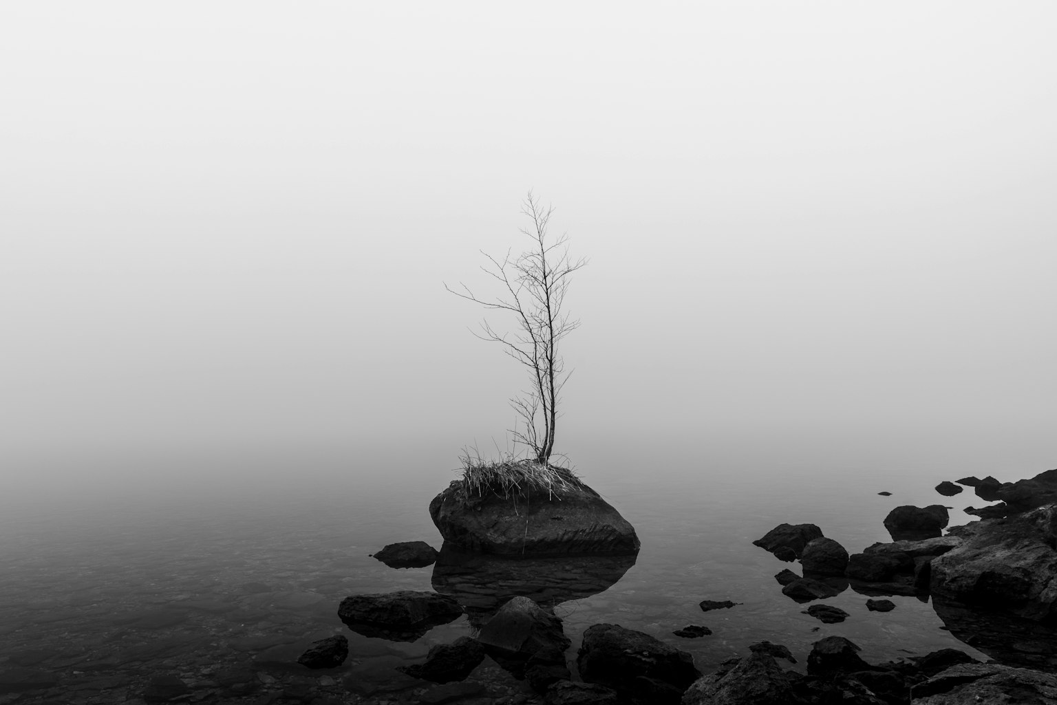 Un albero solitario su una roccia in un paesaggio nebbioso