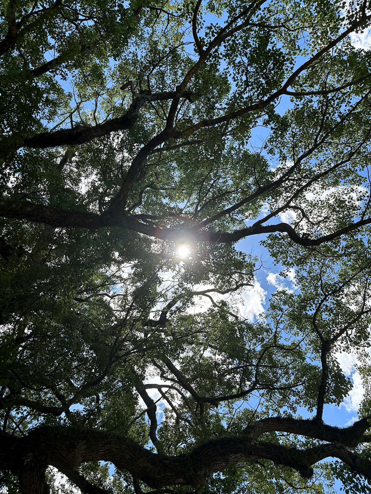 阳光透过树枝和树叶