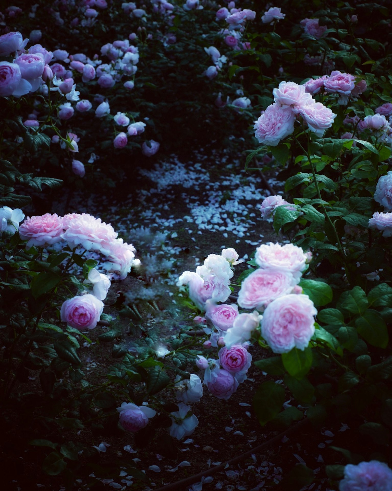 一個充滿柔和粉色花朵的花園場景