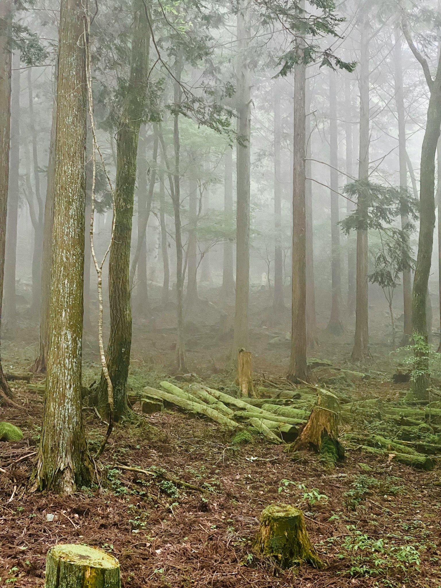 Misty forest scene with tall trees and fallen logs