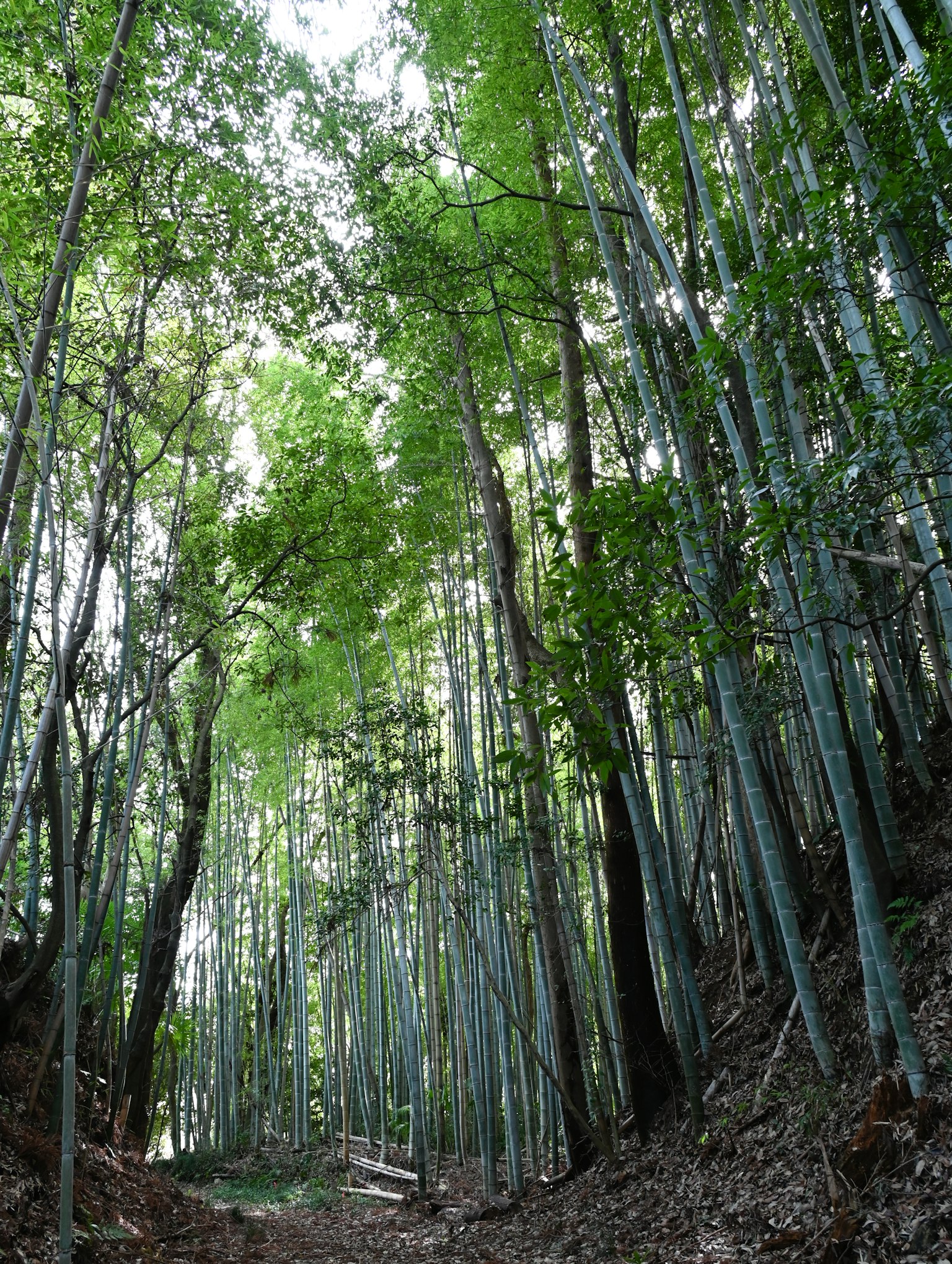 Pemandangan ke atas di hutan bambu yang rimbun dengan batang hijau yang tinggi