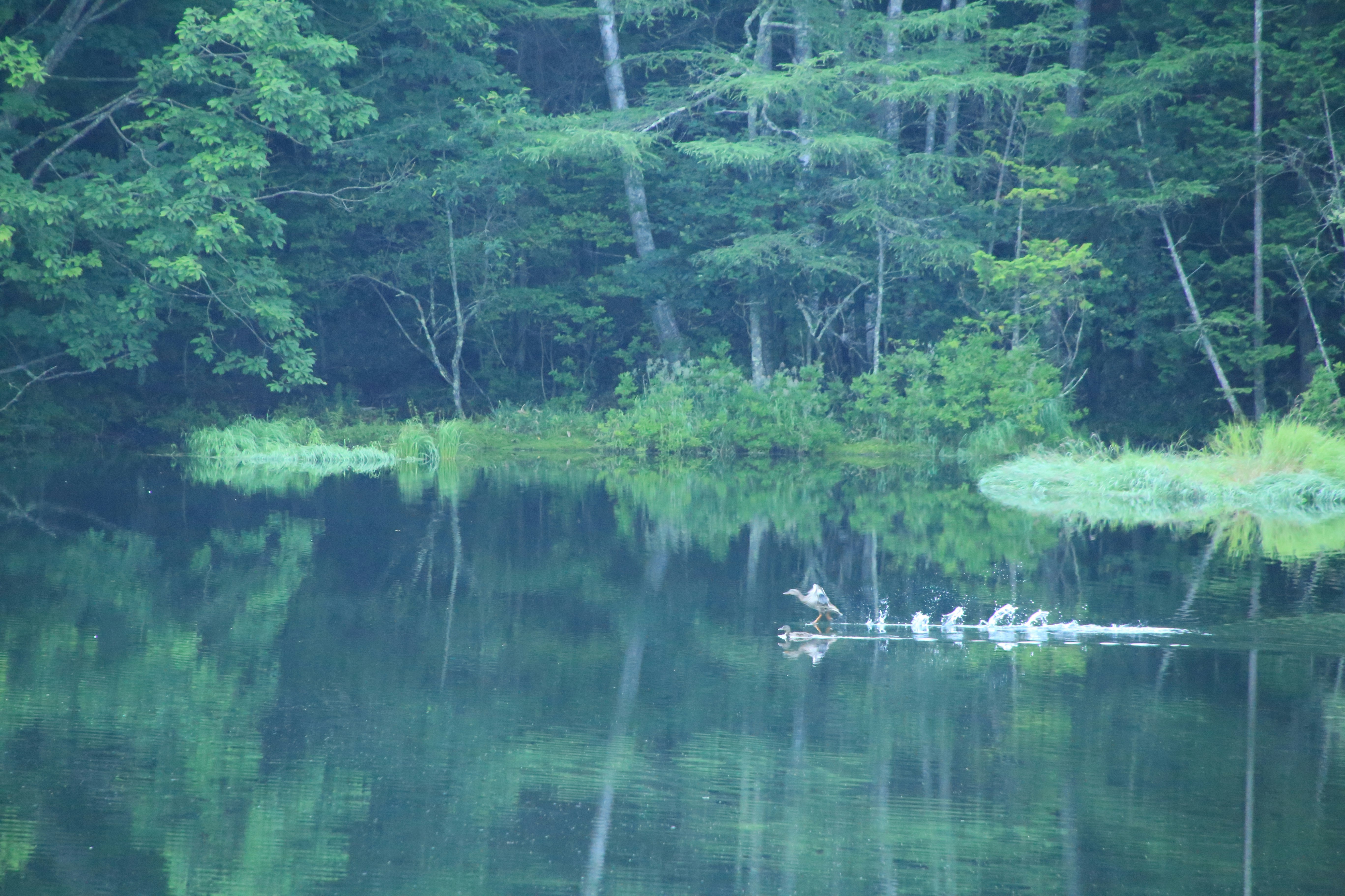 森の池に浮かぶカモの群れ