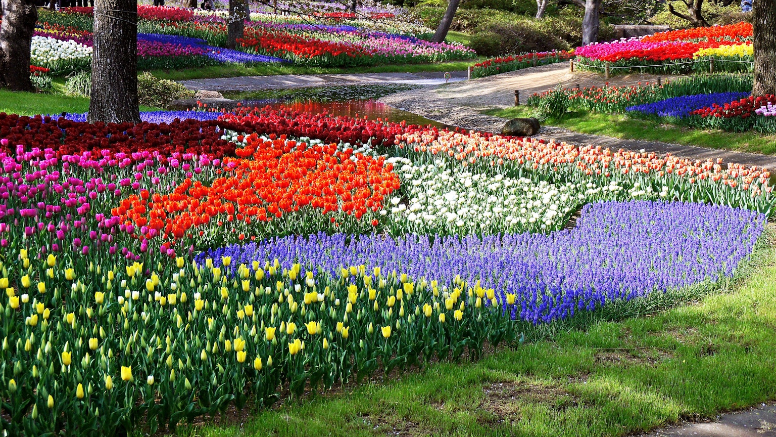 Farbenfroher Blumengarten mit lebhaften Tulpen und Wegen