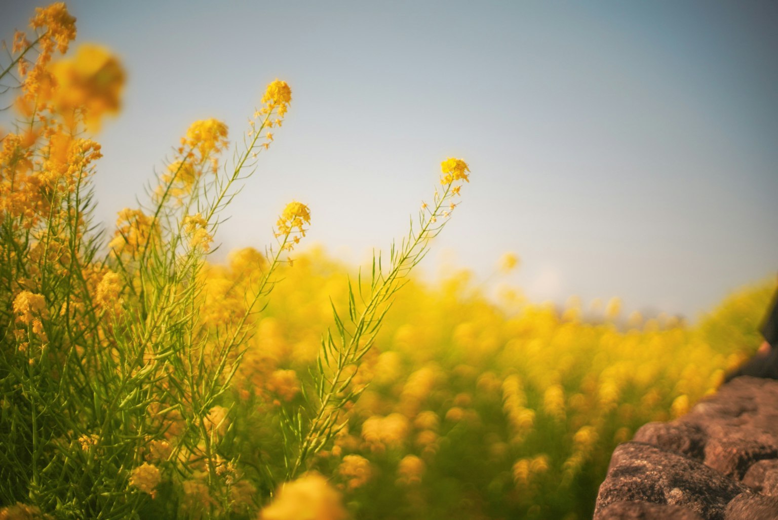 Une vue panoramique de fleurs jaunes éclatantes dans un champ