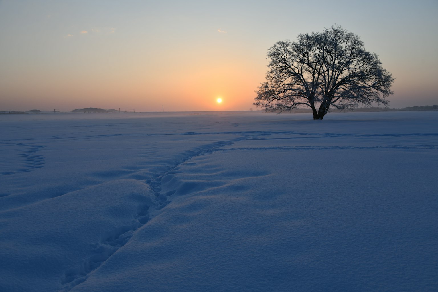 一棵孤独的树在雪地上与落日