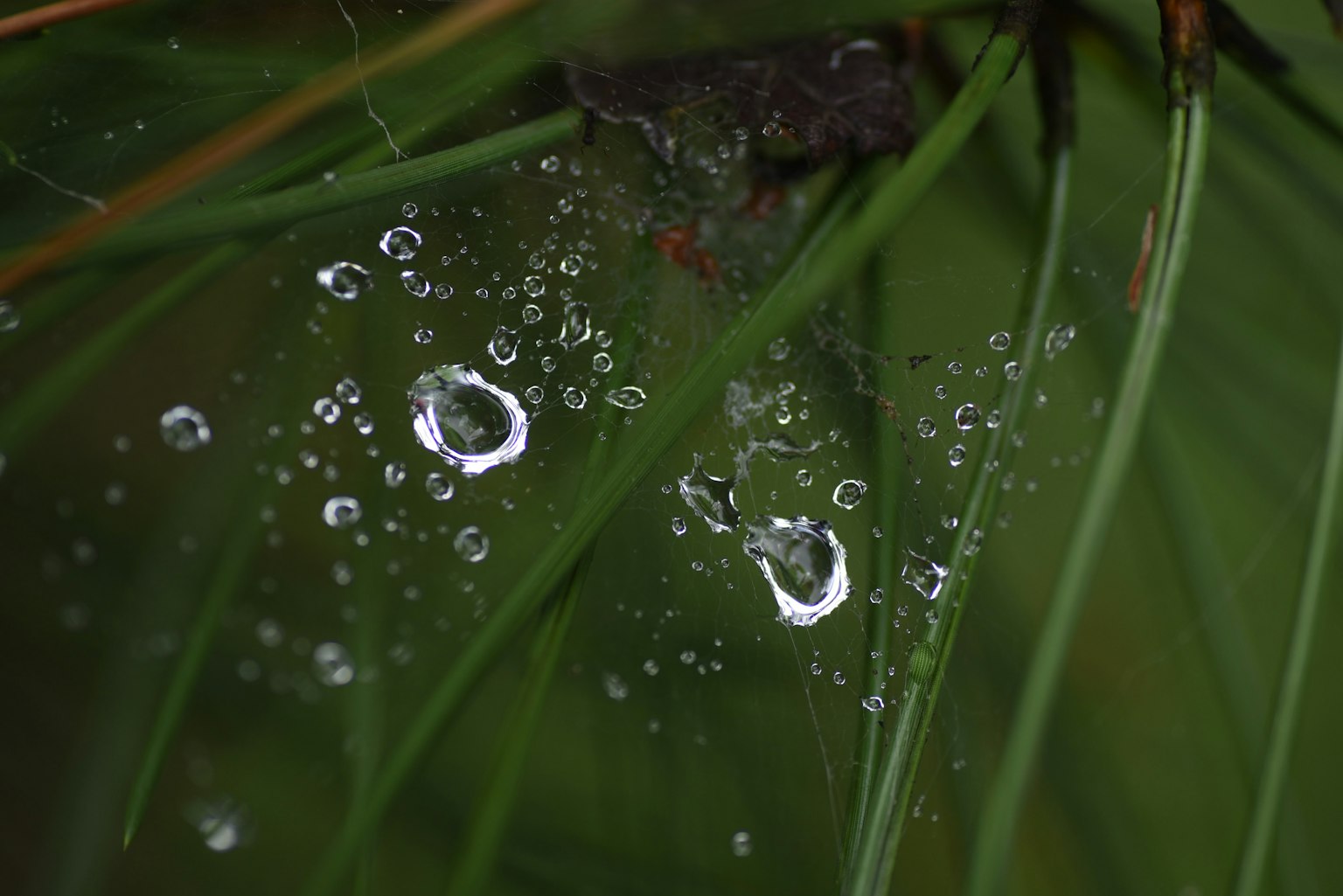 Nahaufnahme von Wassertropfen, die auf grünen Kiefernnadeln funkeln
