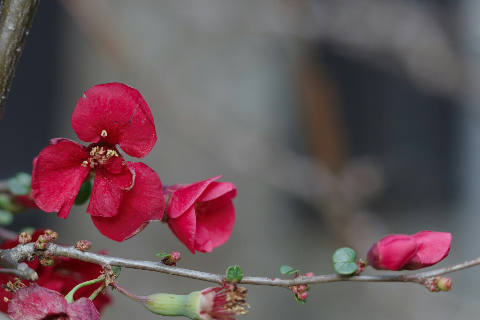 Gros plan sur une branche avec des fleurs rouges en fleurs