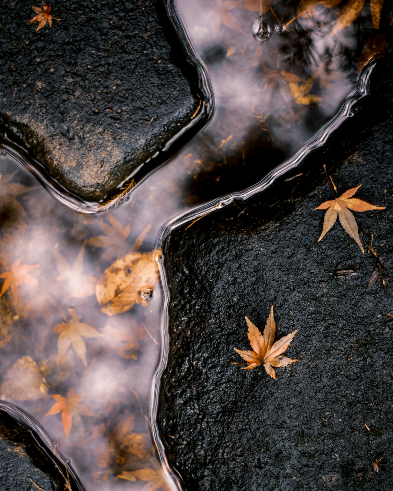 Motif de pierres avec des feuilles tombées dans des flaques d'eau