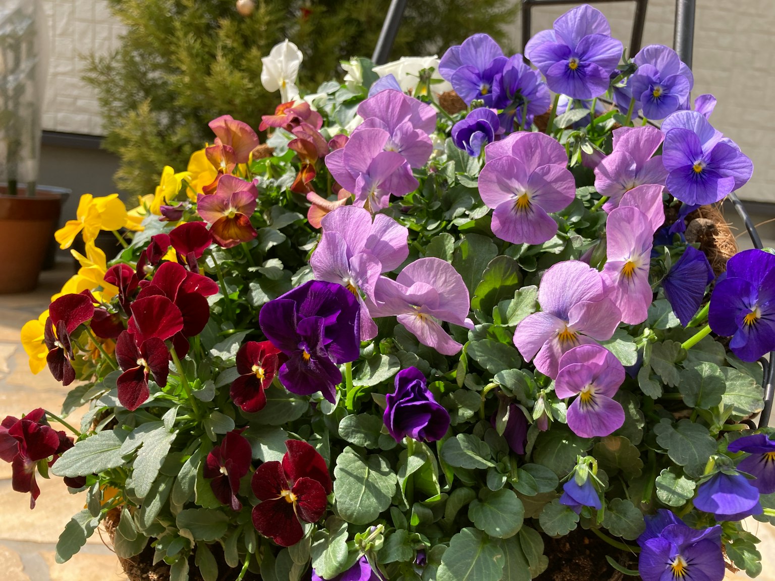 Pansèe colorate in un vaso di fiori