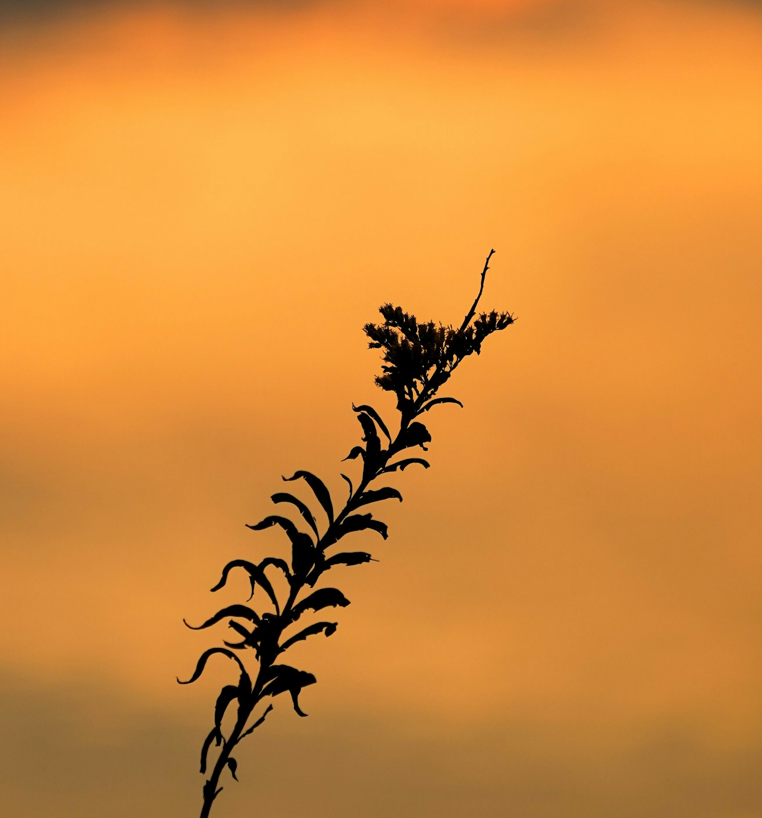 Silhouette de una planta contra un fondo de atardecer naranja