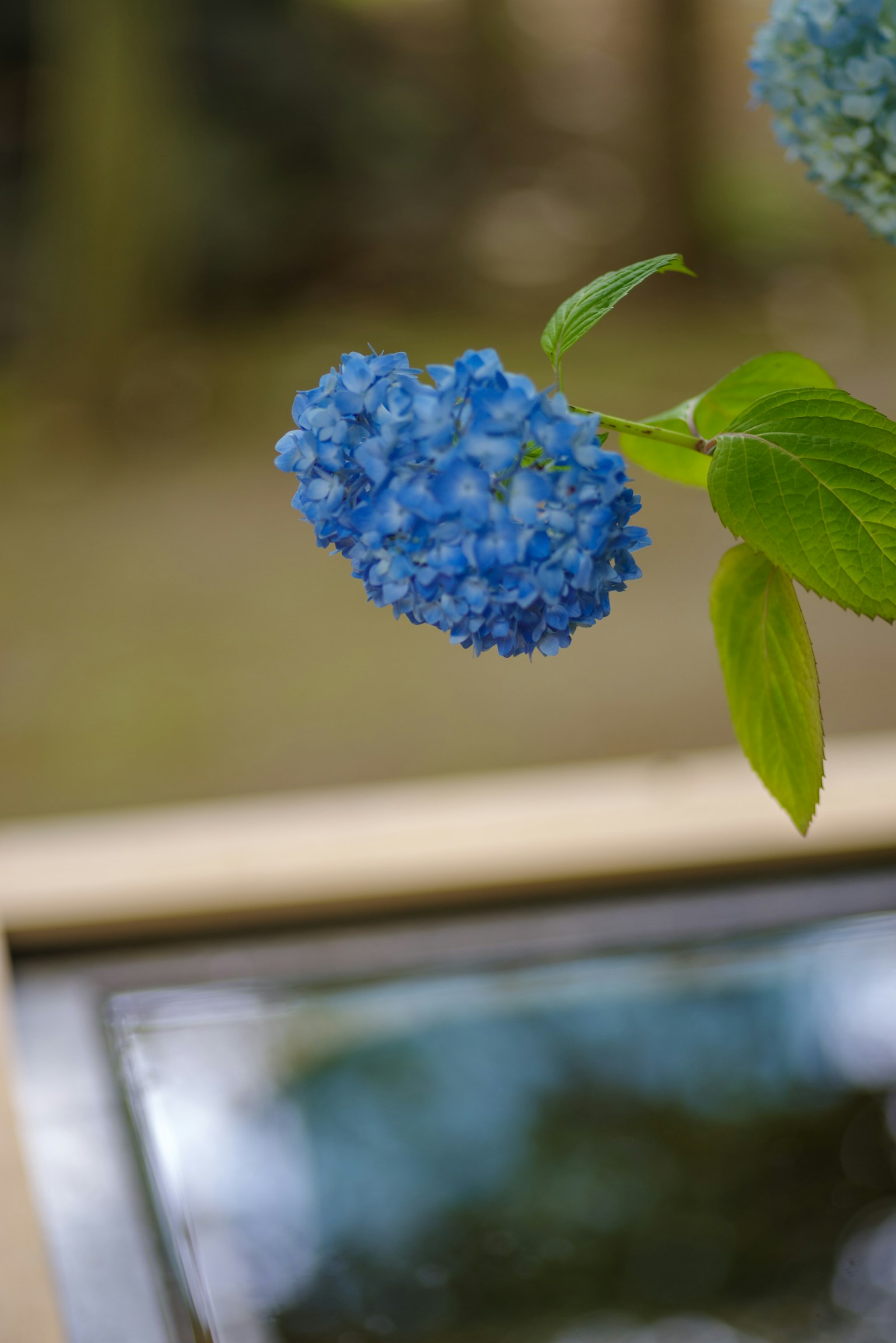 Fleur bleue avec des feuilles vertes dans un cadre extérieur serein