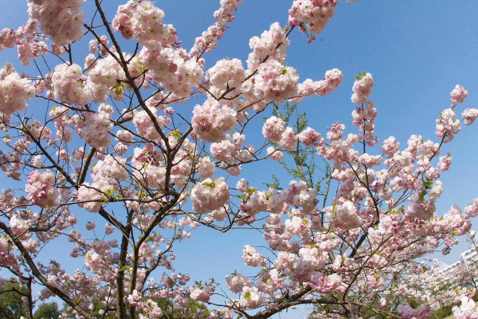 Bunga sakura mekar di bawah langit biru