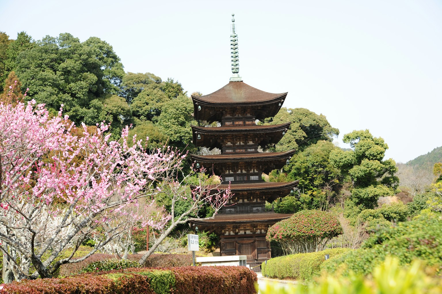 Pagoda giapponese circondata da alberi di ciliegio