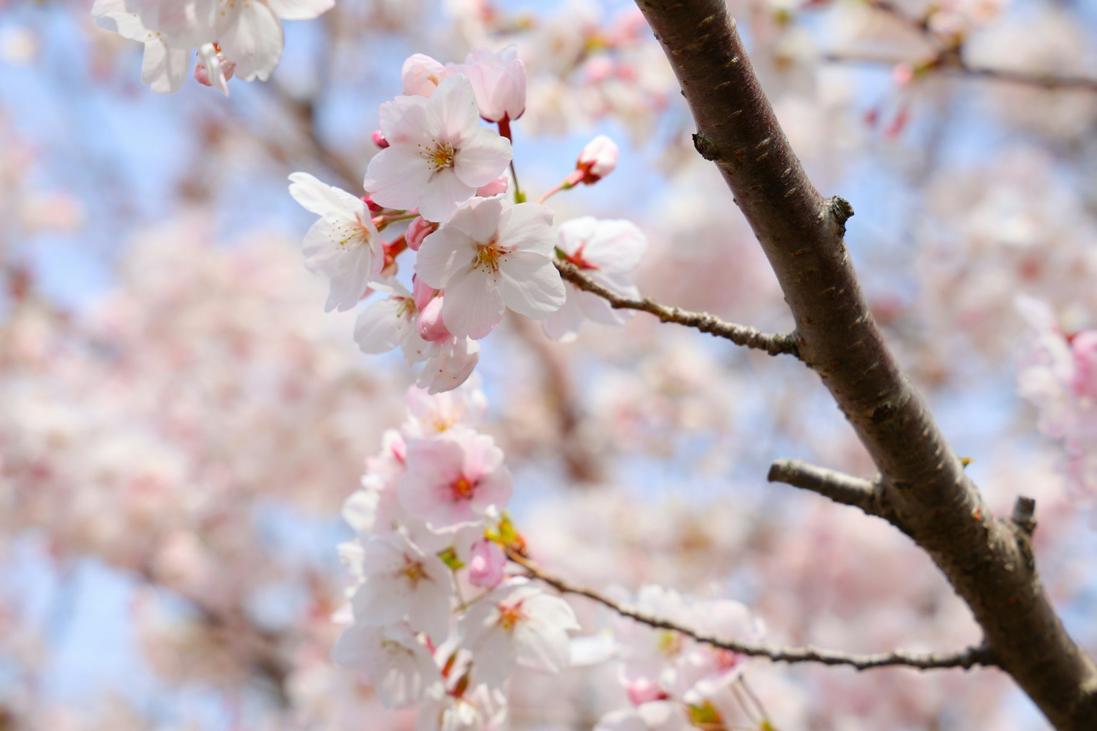 蓝天背景下树枝上的樱花特写
