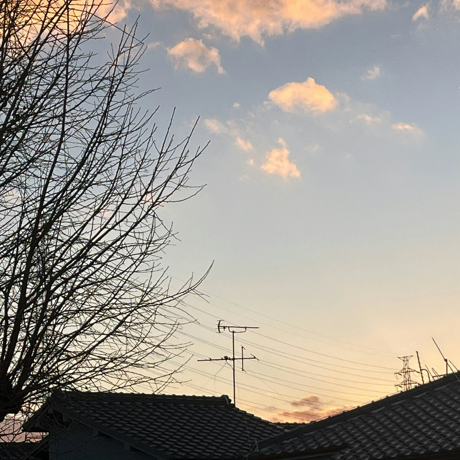 Silhouette di rami contro un cielo con nuvole morbide al crepuscolo
