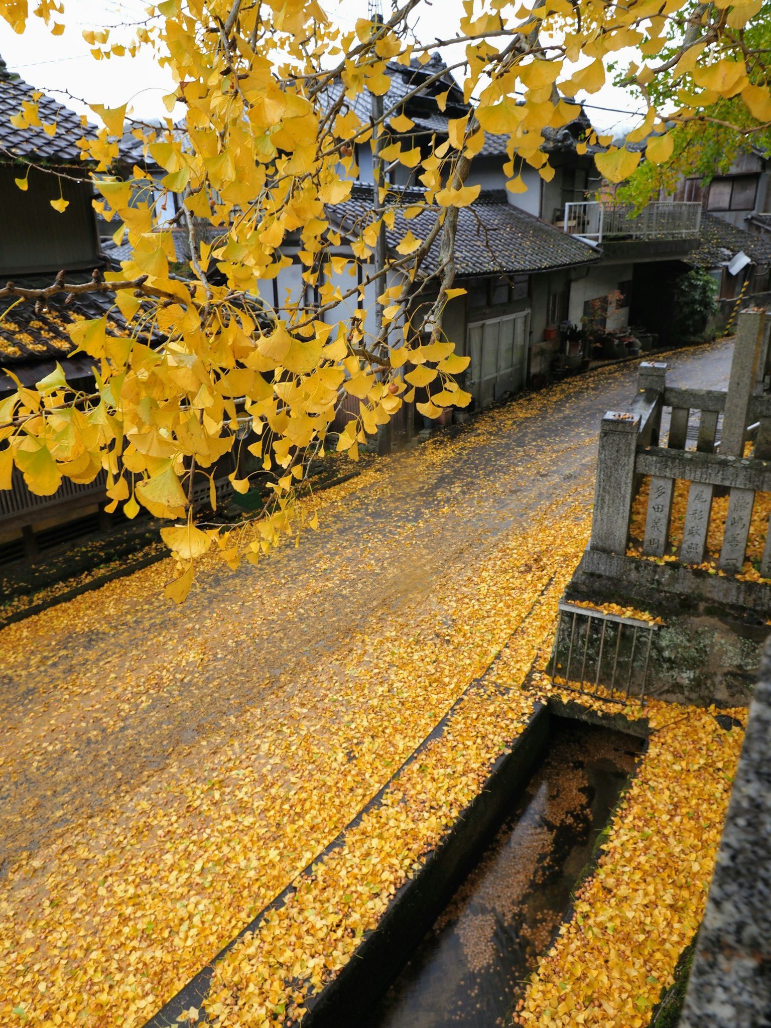Vista escénica de un camino cubierto de hojas amarillas de ginkgo con casas tradicionales