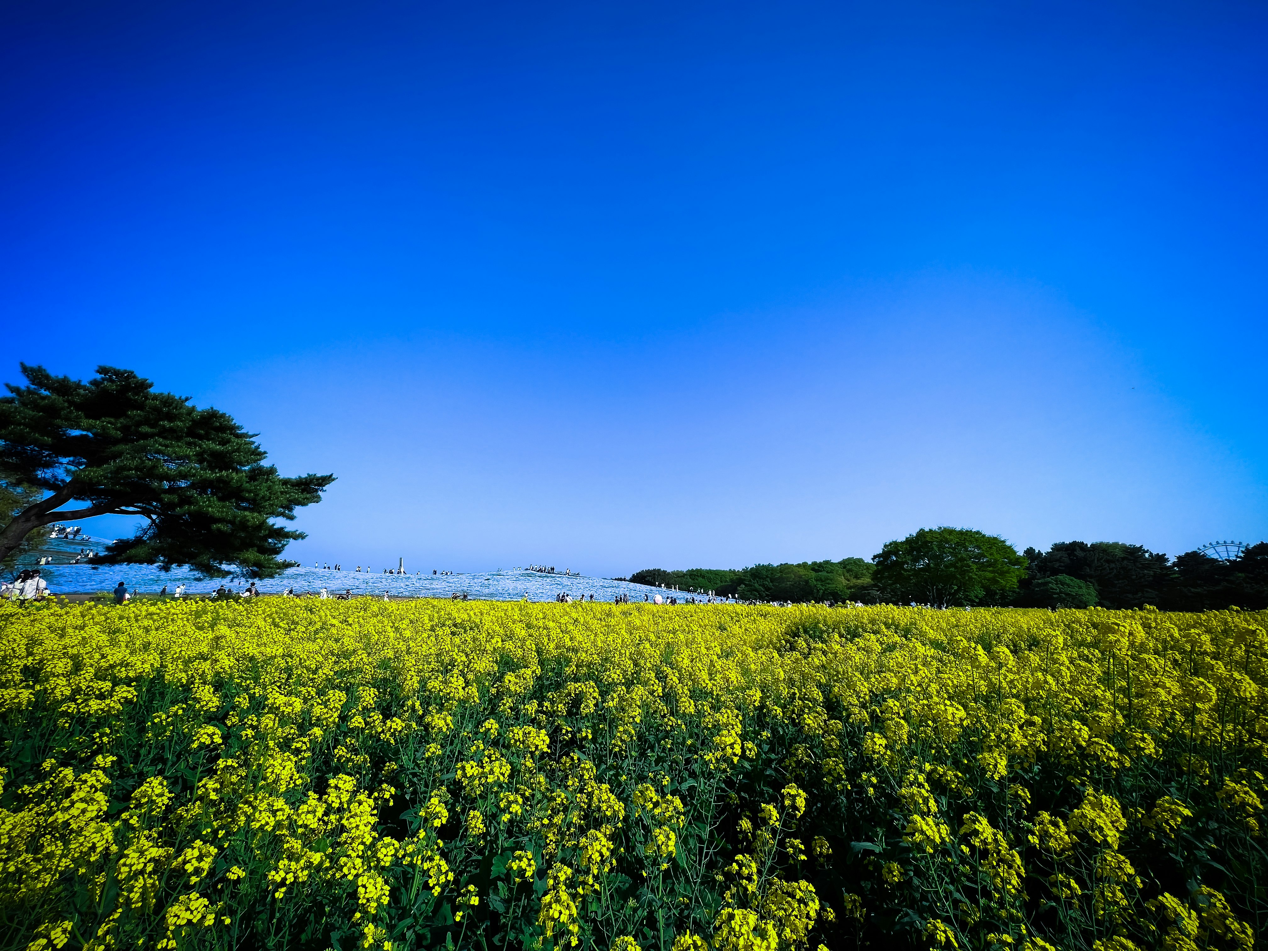 campo de flores de colza y cielo azul despejado