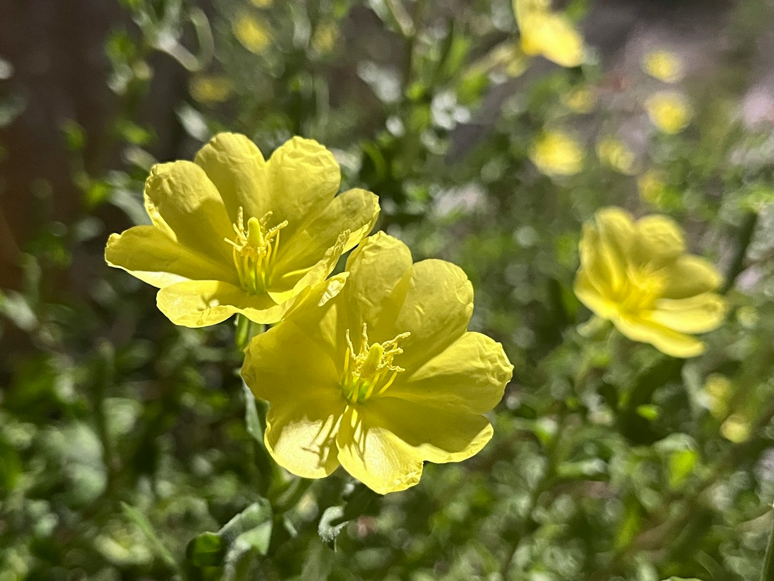 Image de fleurs jaunes épanouies sur un fond vert