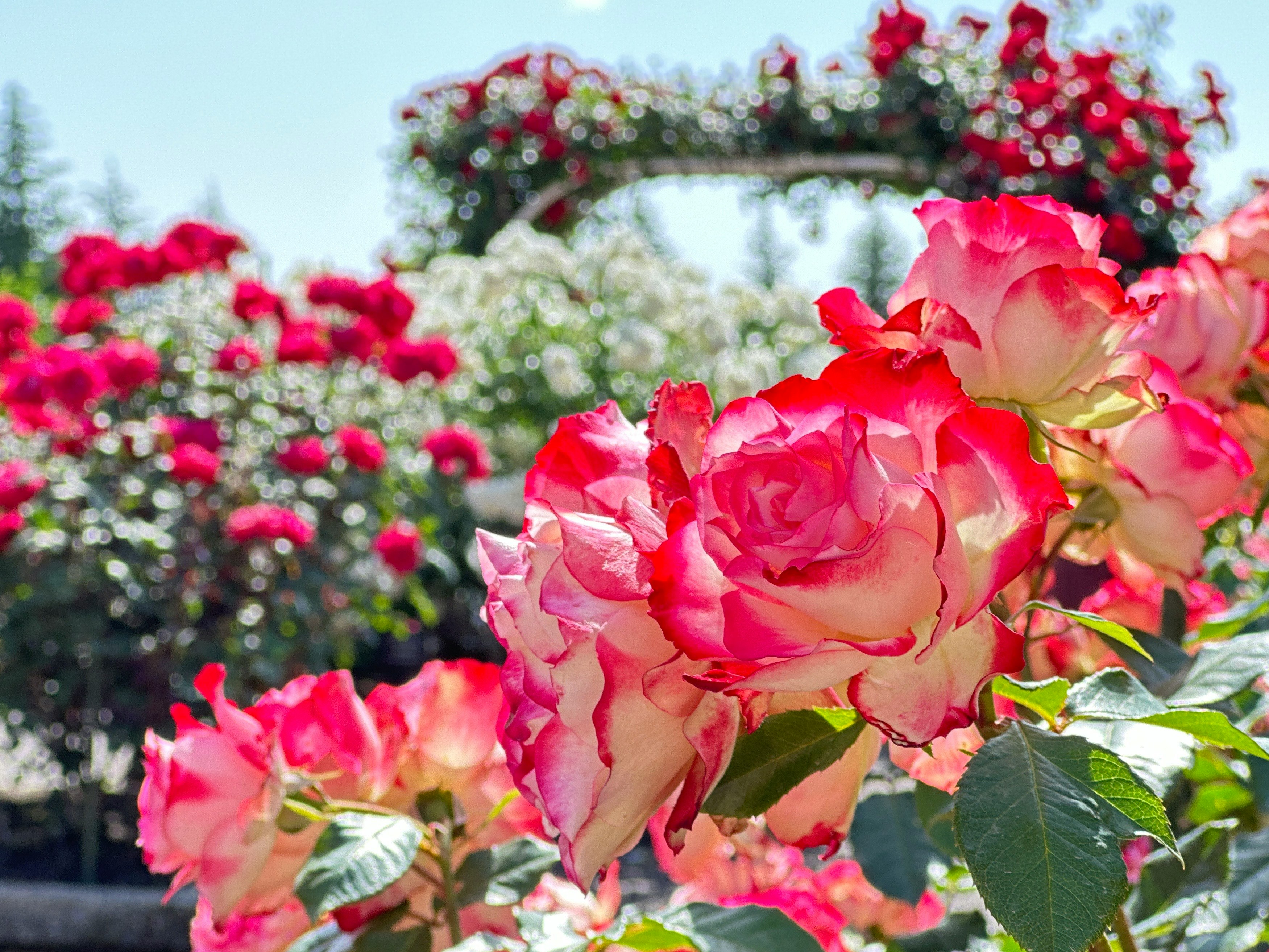 色鮮やかなバラが咲き誇る薔薇園の花壇